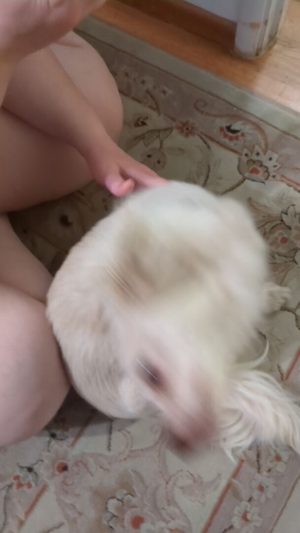 Dog in a blur.